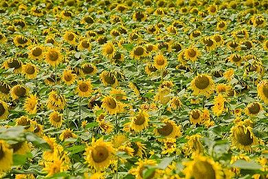 类Rogue策略《Evertried》10月21日发售 免费试玩